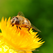 Monatsthema Insekten auf Blüten - Fotograf Albert Wenz