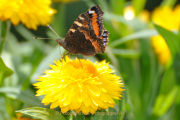 Monatsthema Insekten auf Blüten - Fotograf Albert Wenz