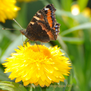 Monatsthema Insekten auf Blüten - Fotograf Albert Wenz