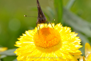 Monatsthema Insekten auf Blüten - Fotograf Albert Wenz