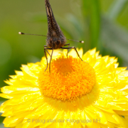 Monatsthema Insekten auf Blüten - Fotograf Albert Wenz