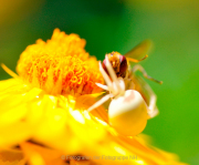 Monatsthema Insekten auf Blüten - Fotograf Albert Wenz