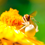 Monatsthema Insekten auf Blüten - Fotograf Albert Wenz