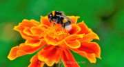 Monatsthema Insekten auf Blüten - Fotograf Albert Wenz