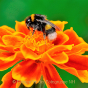 Monatsthema Insekten auf Blüten - Fotograf Albert Wenz