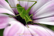 Monatsthema Insekten auf Blüten - Fotograf Albert Wenz