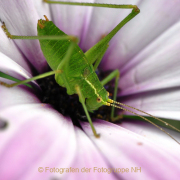 Monatsthema Insekten auf Blüten - Fotograf Albert Wenz
