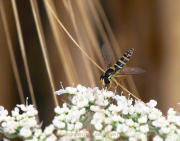 Monatsthema Insekten auf Blüten - Fotografin Anne Jeuk