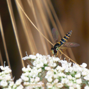 Monatsthema Insekten auf Blüten - Fotografin Anne Jeuk
