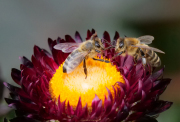 Monatsthema Insekten auf Blüten - Fotografin Anne Jeuk