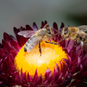 Monatsthema Insekten auf Blüten - Fotografin Anne Jeuk