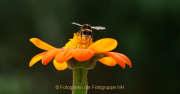 Monatsthema Insekten auf Blüten - Fotografin Anne Jeuk