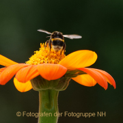 Monatsthema Insekten auf Blüten - Fotografin Anne Jeuk