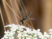 Monatsthema Insekten auf Blüten - Fotografin Anne Jeuk