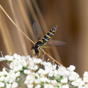 Monatsthema Insekten auf Blüten - Fotografin Anne Jeuk