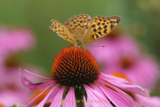 Monatsthema Insekten auf Blüten - Fotografin Anne Jeuk