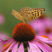 Monatsthema Insekten auf Blüten - Fotografin Anne Jeuk
