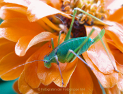 Monatsthema Insekten auf Blüten - Fotografin Anne Jeuk