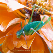 Monatsthema Insekten auf Blüten - Fotografin Anne Jeuk