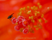 Monatsthema Insekten auf Blüten - Fotografin Anne Jeuk