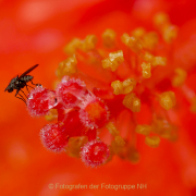 Monatsthema Insekten auf Blüten - Fotografin Anne Jeuk