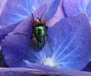 Monatsthema Insekten auf Blüten - Fotografin Anne Jeuk