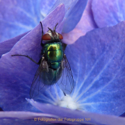 Monatsthema Insekten auf Blüten - Fotografin Anne Jeuk