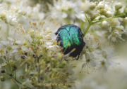 Monatsthema Insekten auf Blüten - Fotografin Anne Jeuk