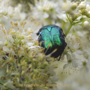 Monatsthema Insekten auf Blüten - Fotografin Anne Jeuk