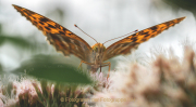 Monatsthema Insekten auf Blüten - Fotografin Anne Jeuk