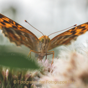 Monatsthema Insekten auf Blüten - Fotografin Anne Jeuk