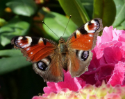 Monatsthema Insekten auf Blüten - Fotografin Anne Jeuk