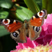 Monatsthema Insekten auf Blüten - Fotografin Anne Jeuk