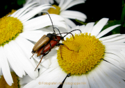 Monatsthema Insekten auf Blüten - Fotografin Anne Jeuk