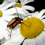 Monatsthema Insekten auf Blüten - Fotografin Anne Jeuk