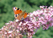 Monatsthema Insekten auf Blüten - Fotograf Helmut Joa