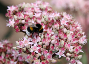 Monatsthema Insekten auf Blüten - Fotograf Helmut Joa