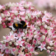 Monatsthema Insekten auf Blüten - Fotograf Helmut Joa