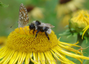 Monatsthema Insekten auf Blüten - Fotograf Helmut Joa