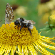 Monatsthema Insekten auf Blüten - Fotograf Helmut Joa
