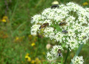 Monatsthema Insekten auf Blüten - Fotograf Helmut Joa