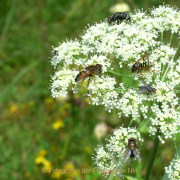 Monatsthema Insekten auf Blüten - Fotograf Helmut Joa