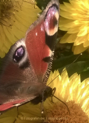 Monatsthema Insekten auf Blüten - Fotograf Helmut Joa