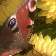 Monatsthema Insekten auf Blüten - Fotograf Helmut Joa