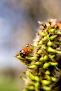 Monatsthema Insekten auf Blüten - Fotografin Jutta R. Buchwald