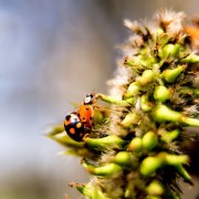Monatsthema Insekten auf Blüten - Fotografin Jutta R. Buchwald