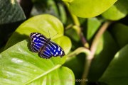 Monatsthema Insekten auf Blüten - Fotografin Jutta R. Buchwald
