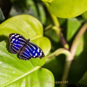 Monatsthema Insekten auf Blüten - Fotografin Jutta R. Buchwald