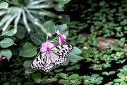 Monatsthema Insekten auf Blüten - Fotografin Jutta R. Buchwald