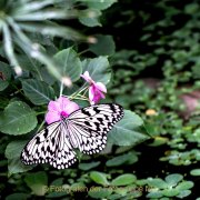 Monatsthema Insekten auf Blüten - Fotografin Jutta R. Buchwald